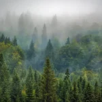 ایزوپرن؛ معمای حل‌نشده گیاهان