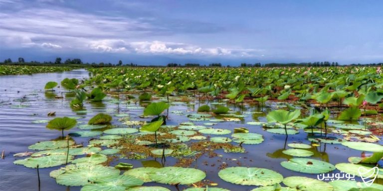 تالاب امیرکلایه