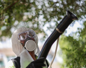 Climate Crisis and Invading Mosquitoes Fuel Europe's Chikungunya Surge