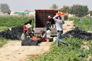 Squash: Conflict Fuels Famine for Millions Across Arab Nations